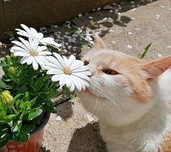 Entspannte Katze an Margariten schnuppern.