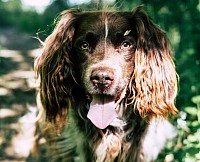 Jagdhund auf Waldweg