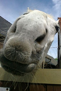 Pferd guckt über Hoftor