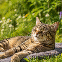 Entspannte Katze liegt im Gras in der Sonne – Sinnbild für Ruhe und Wohlbefinden