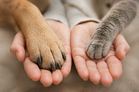 „Hundepfote und Katzenpfote liegen entspannt in zwei Händen – Symbol für Vertrauen, Ruhe und einfühlsame Behandlung“